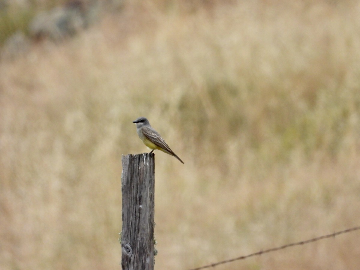 Cassin's Kingbird - Christine Hogue