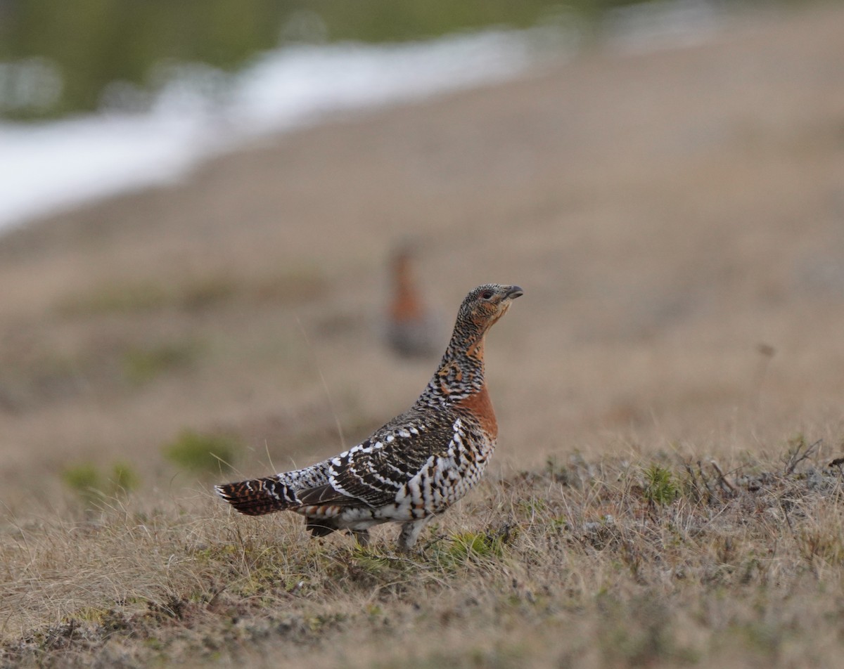 Western Capercaillie - Guillem De los Santos Pérez