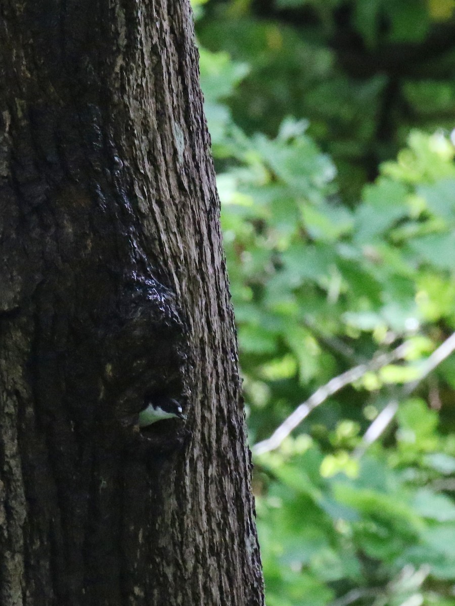 European Pied Flycatcher - Tom Ensom