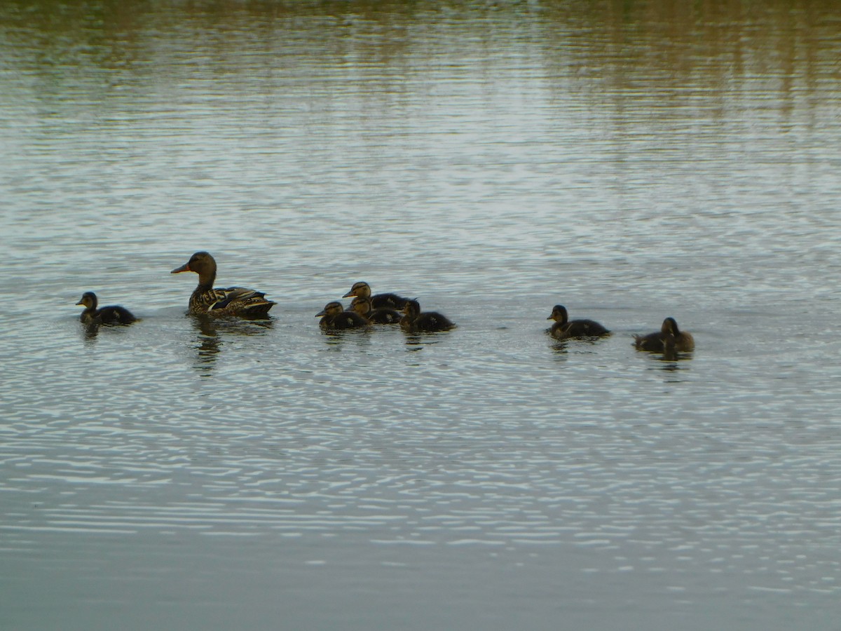 Mallard - Tim E.