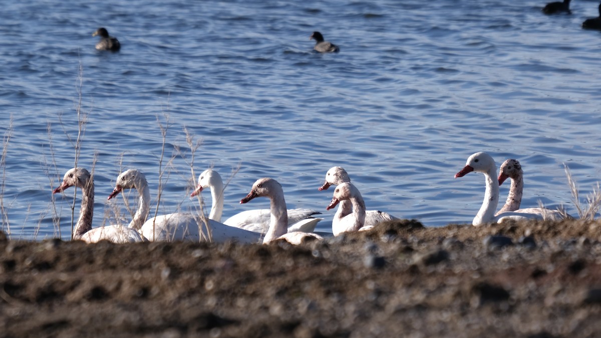 Coscoroba Swan - Alan Middleton