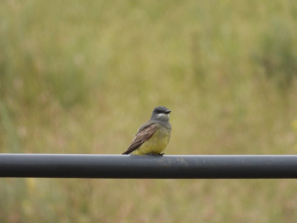 Cassin's Kingbird - Christine Hogue