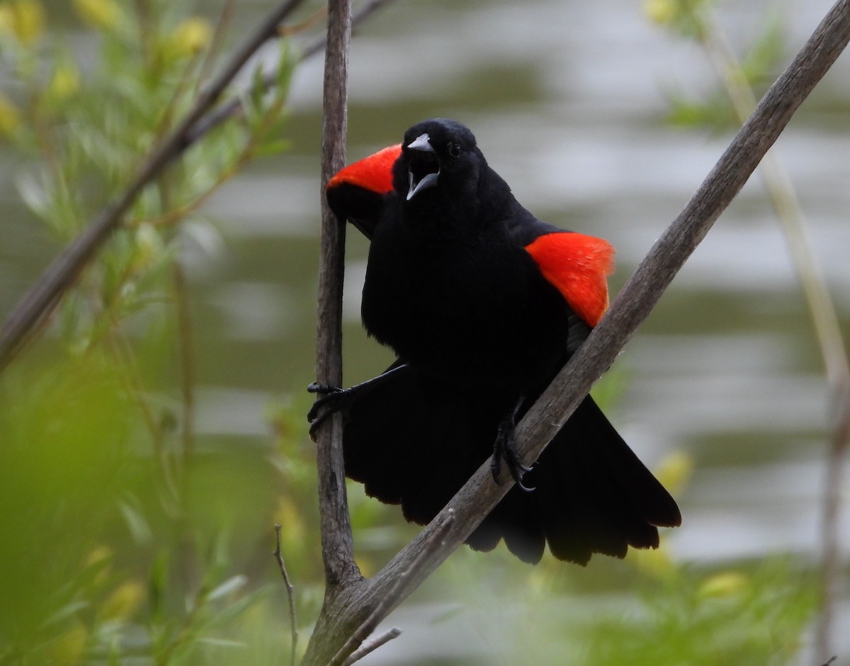 Red-winged Blackbird - ML619245661