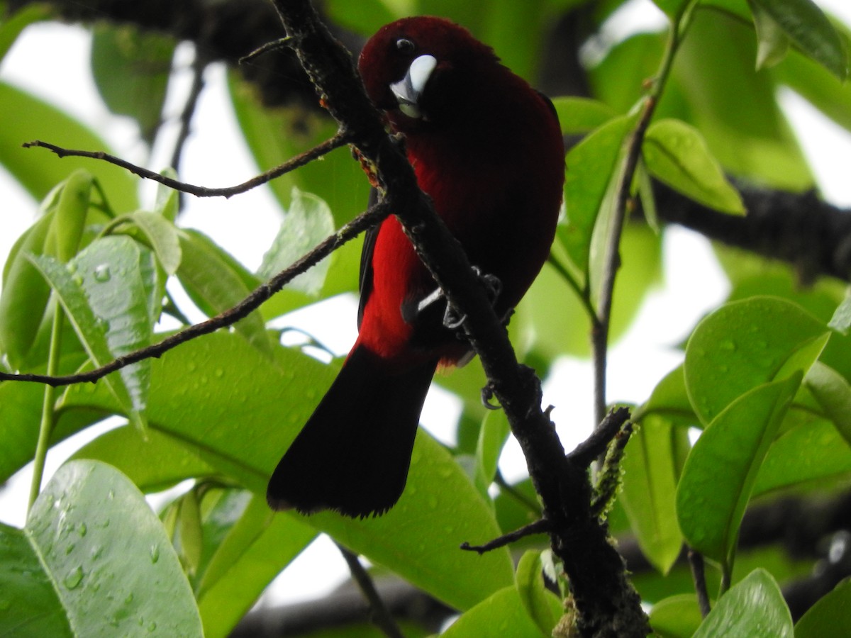 Crimson-backed Tanager - Julio P