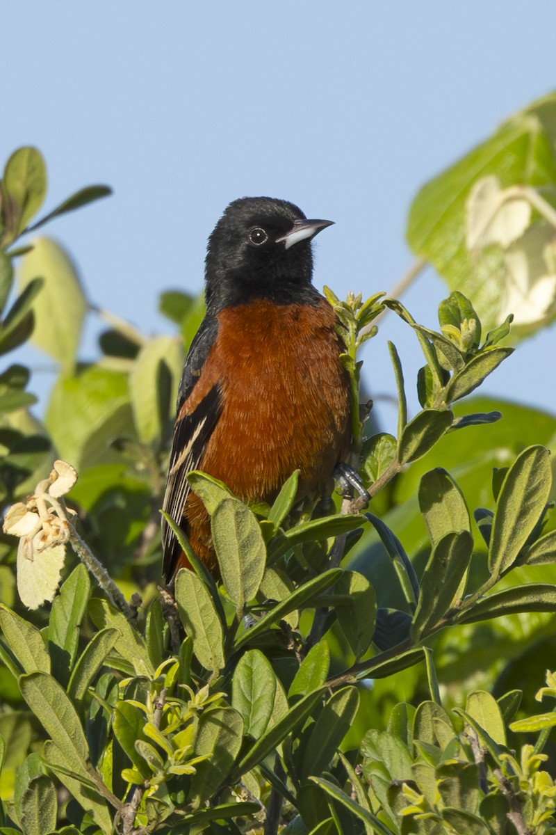 Orchard Oriole - Edith Auchter
