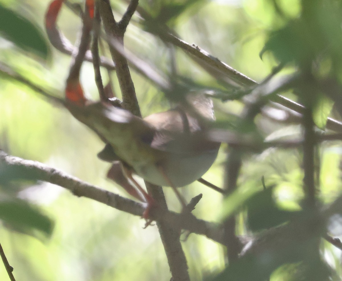 River Warbler - Mileta Čeković