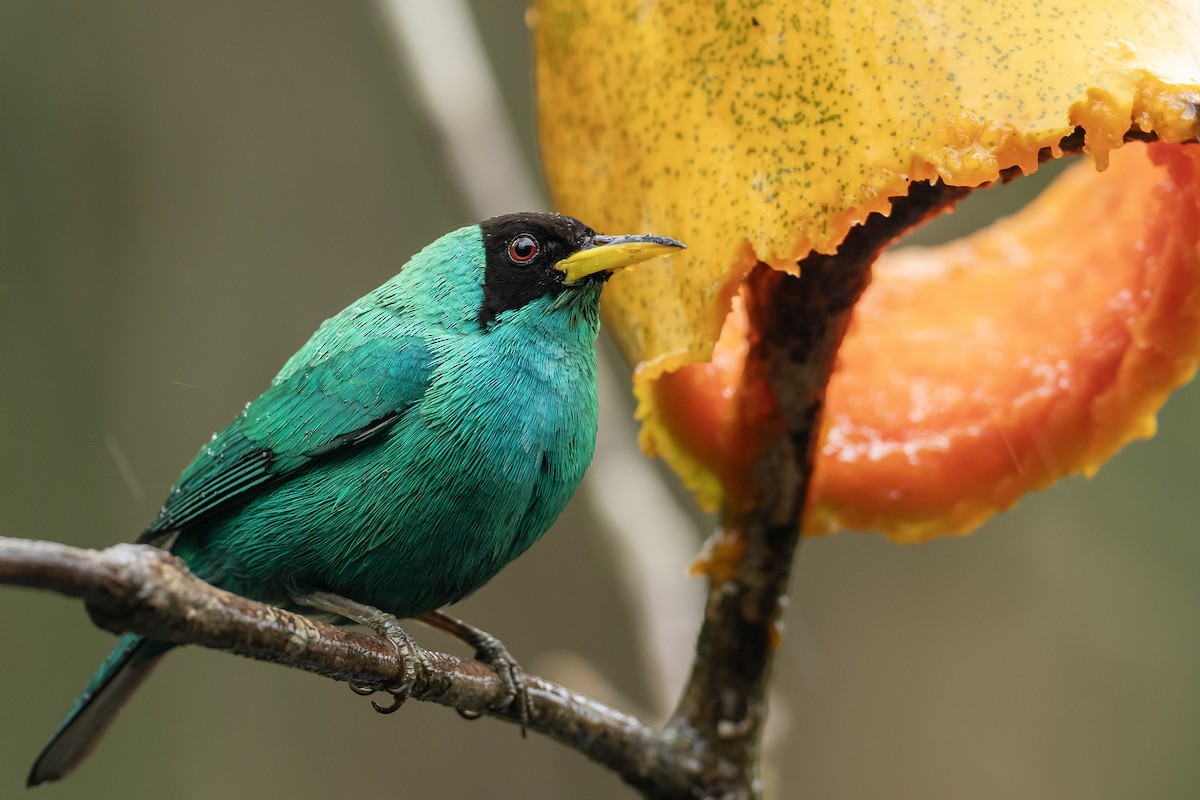 Green Honeycreeper - Joshua Covill