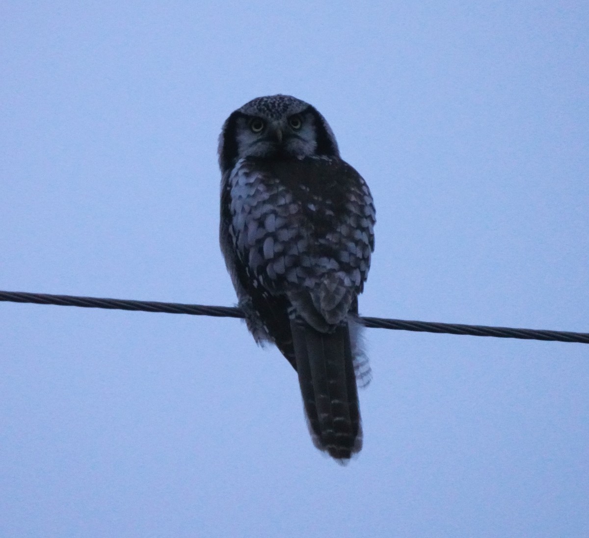 Northern Hawk Owl - Guillem De los Santos Pérez