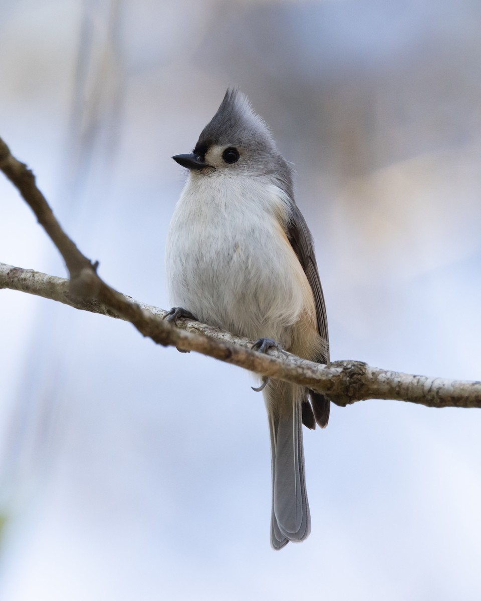 Tufted Titmouse - Jeff Lewis