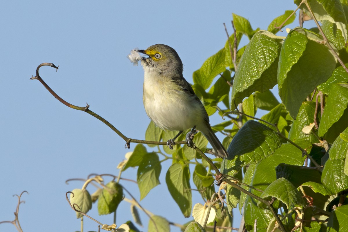 White-eyed Vireo - Edith Auchter