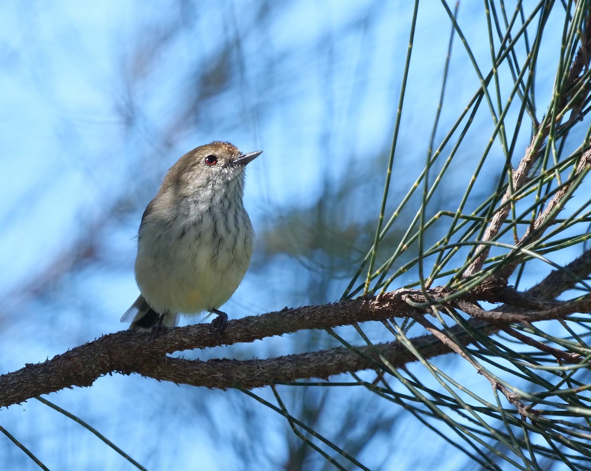 Brown Thornbill - Ian Gibson