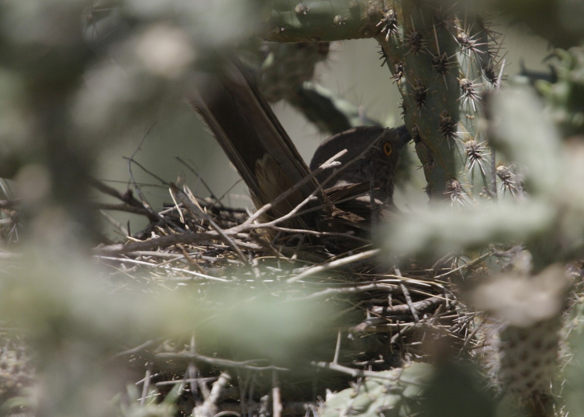 Curve-billed Thrasher - William Clark