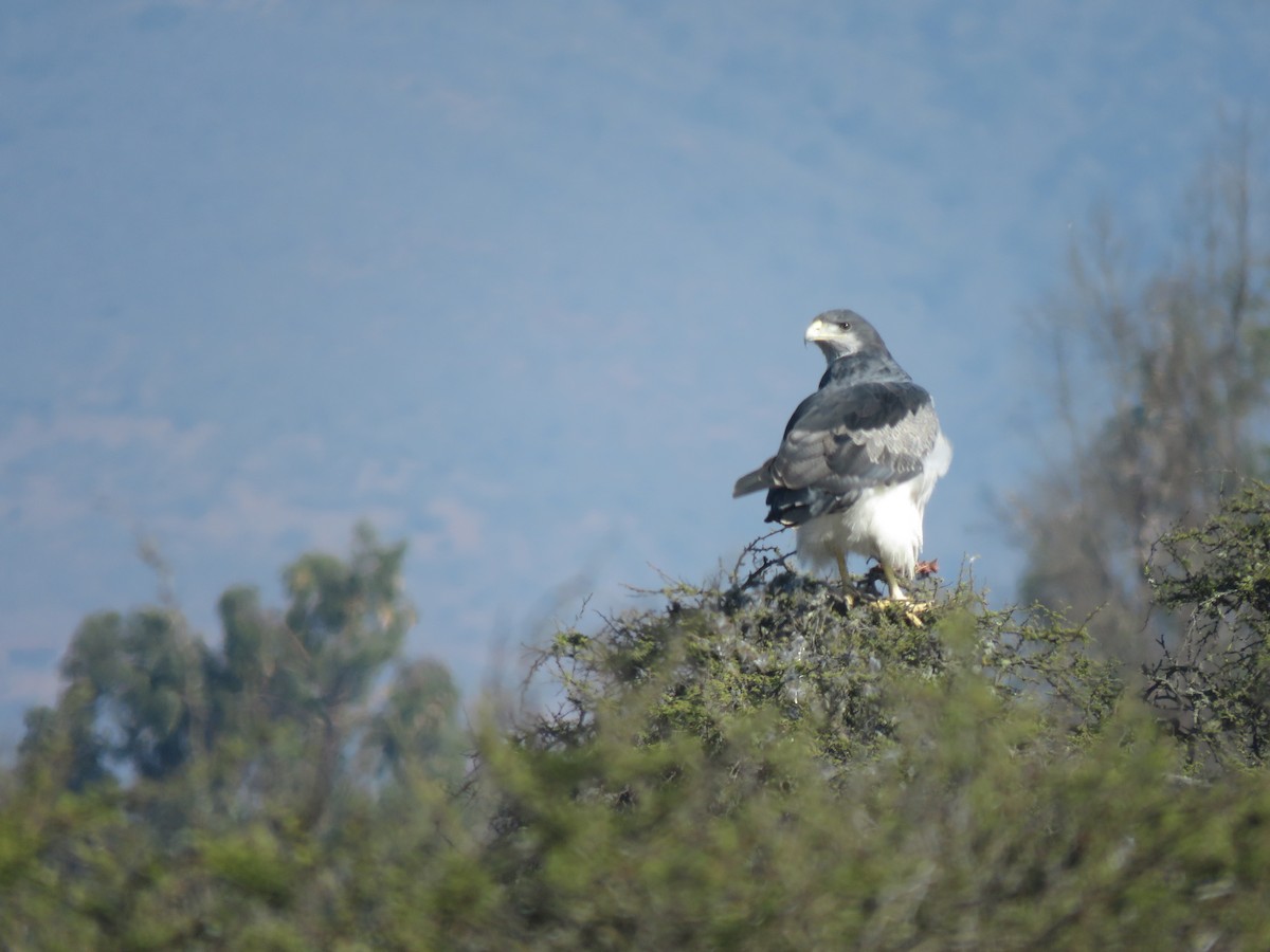 Black-chested Buzzard-Eagle - Claudio Coloma (Irisnocturno)