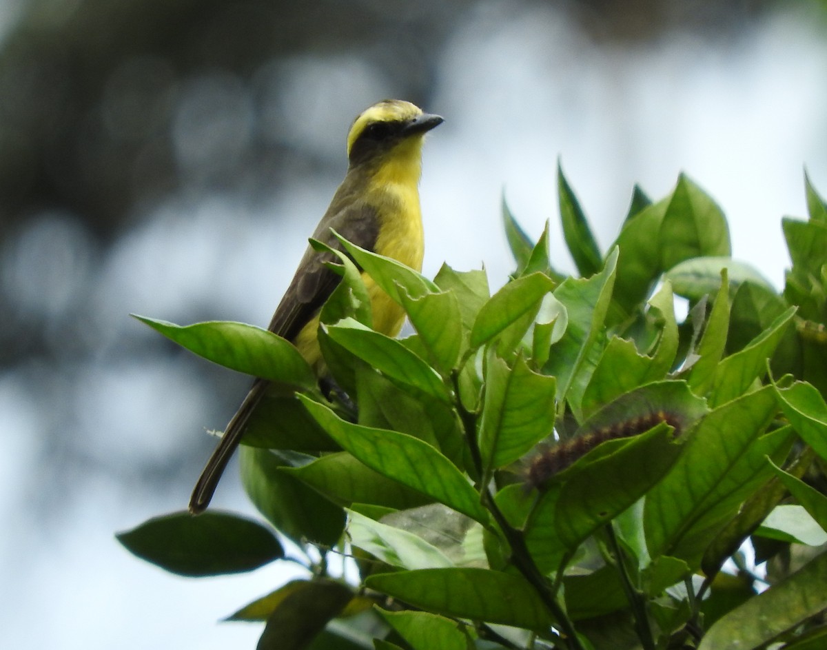 Lemon-browed Flycatcher - Julio P