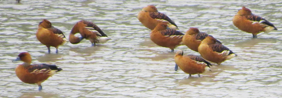 Fulvous Whistling-Duck - ML619245765