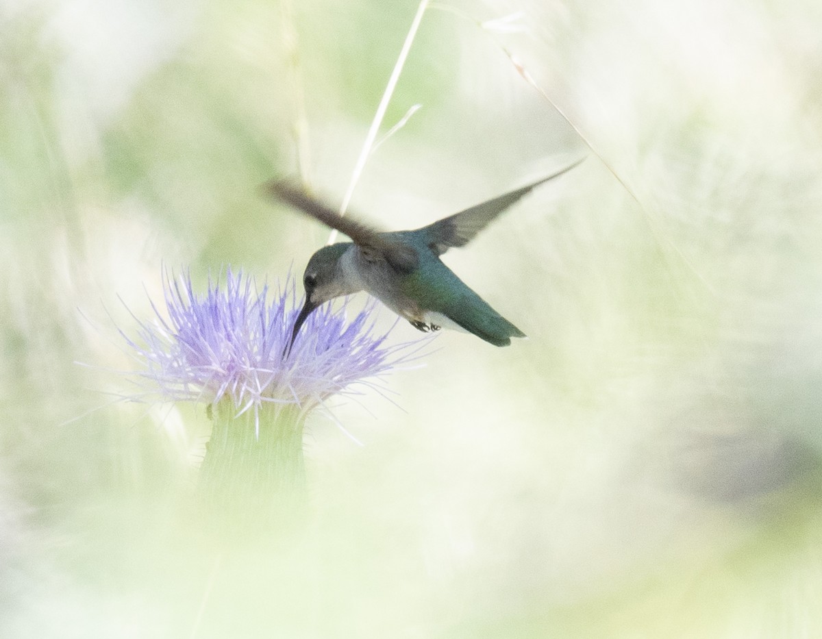 Black-chinned Hummingbird - Angie W