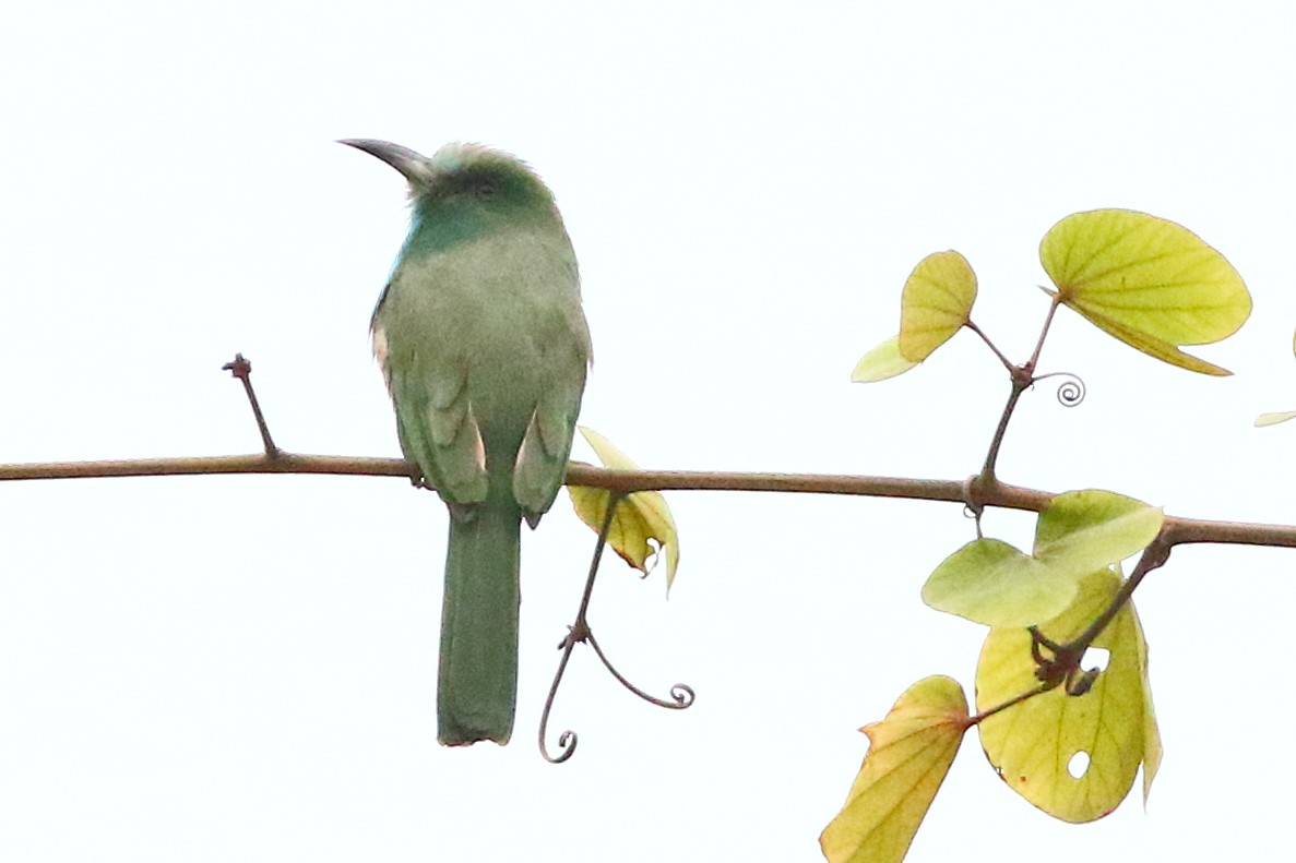 Blue-bearded Bee-eater - Christopher Escott