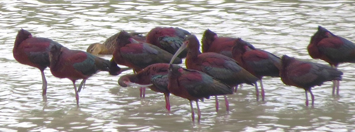 White-faced Ibis - ML619245781