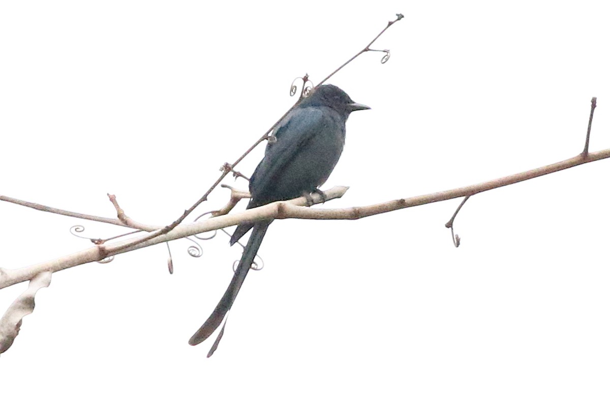 Ashy Drongo - Christopher Escott