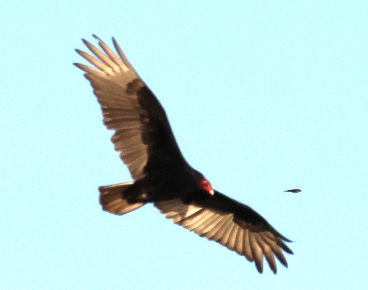 Turkey Vulture - Walter Thorne