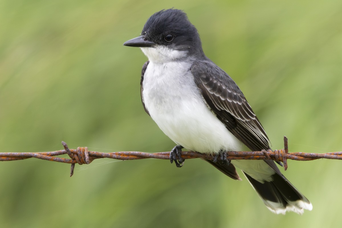 Eastern Kingbird - Jonathan Taffet