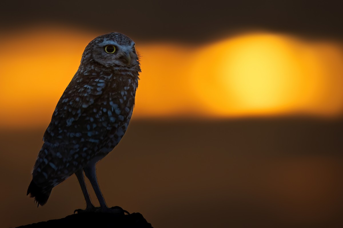 Burrowing Owl - ML619245793