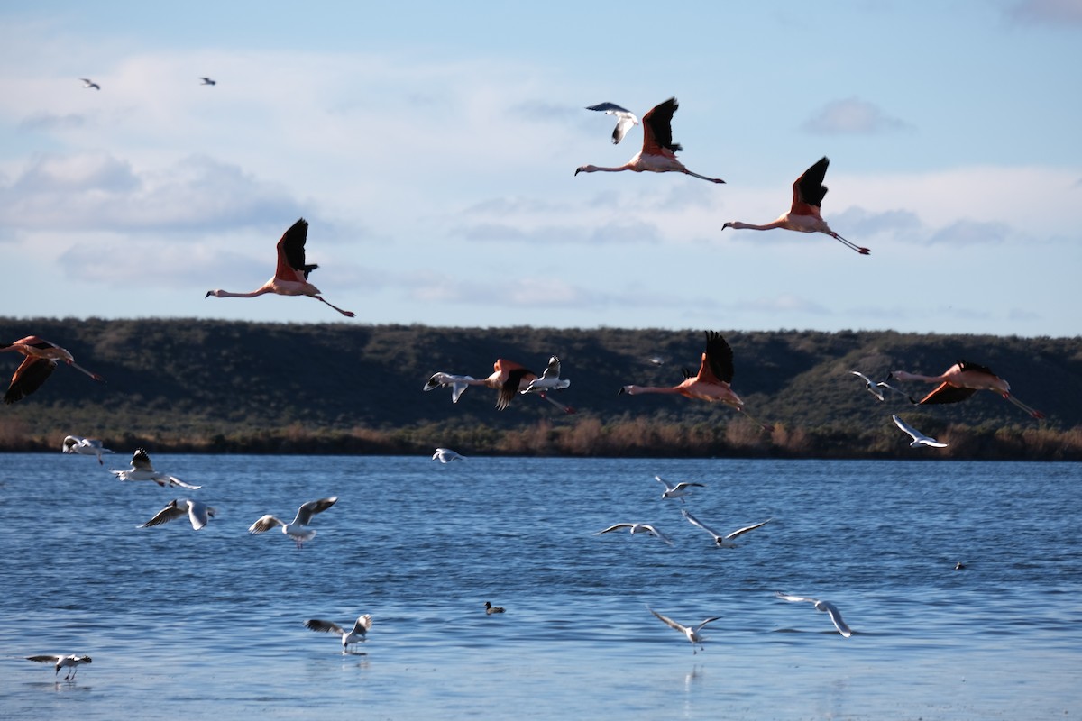 Chilean Flamingo - Alan Middleton