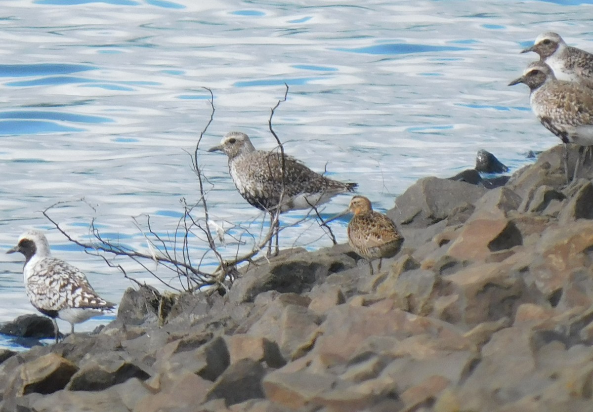 Black-bellied Plover - Max Kesecker