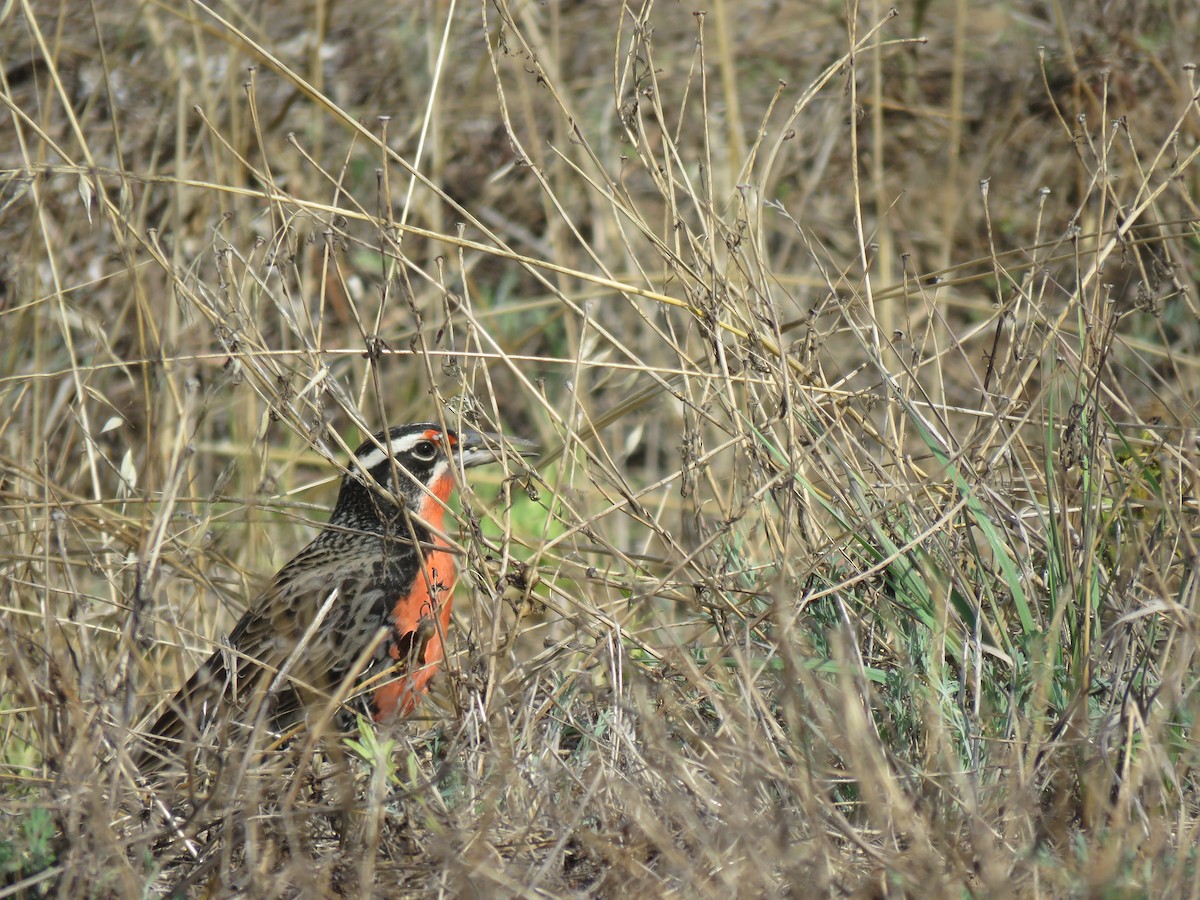 Long-tailed Meadowlark - Claudio Coloma (Irisnocturno)