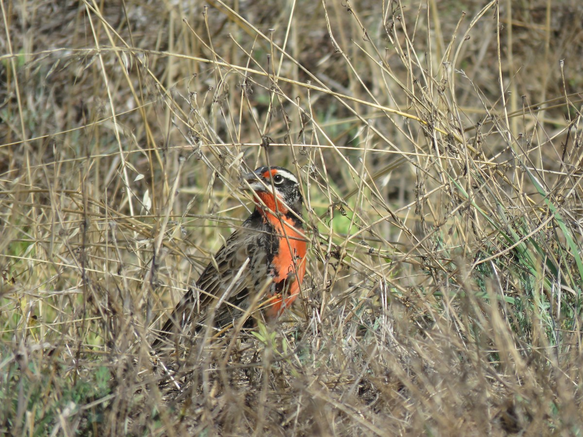 Long-tailed Meadowlark - Claudio Coloma (Irisnocturno)