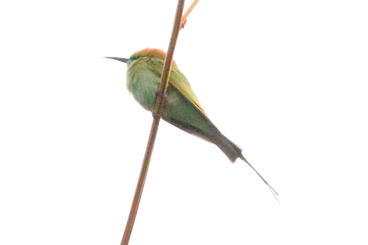 Asian Green Bee-eater - Christopher Escott