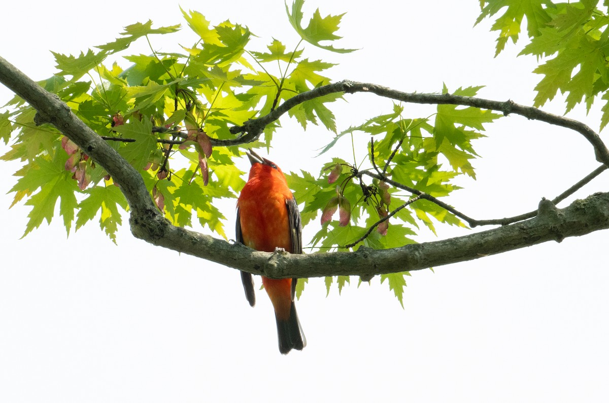 Scarlet Tanager - Laurence Green