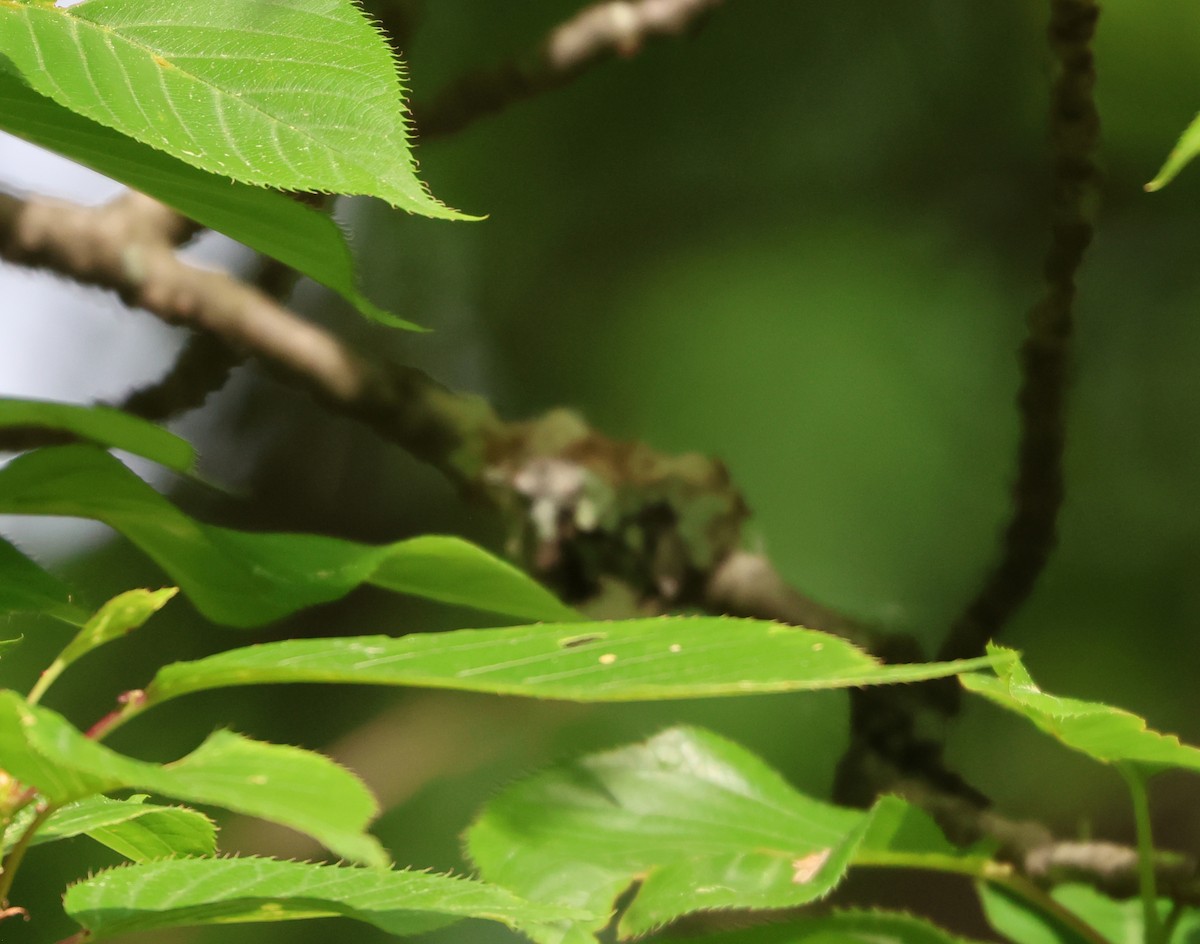 Ruby-throated Hummingbird - Maria Pacheco