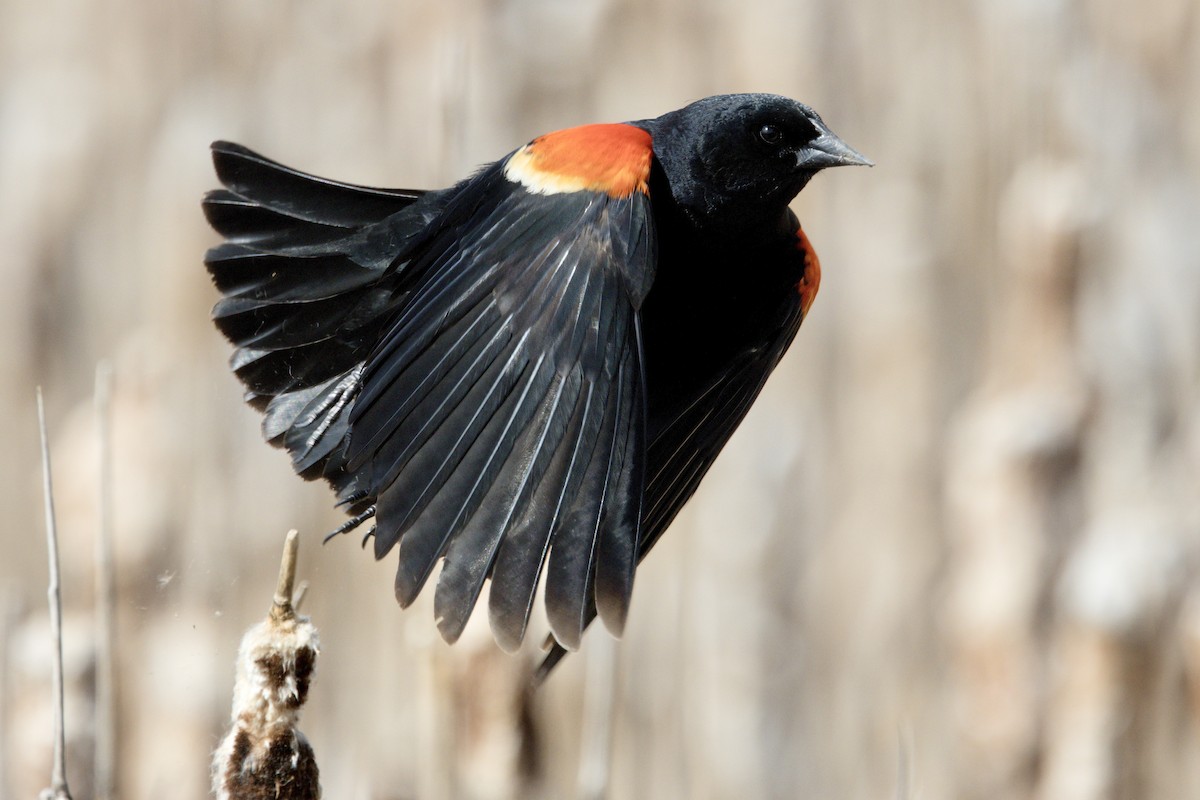 Red-winged Blackbird - Trevor Churchill