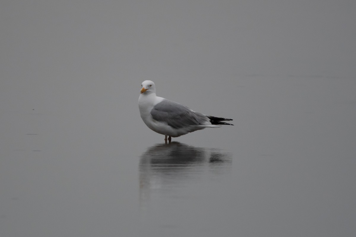 Herring Gull - Candice Lowther