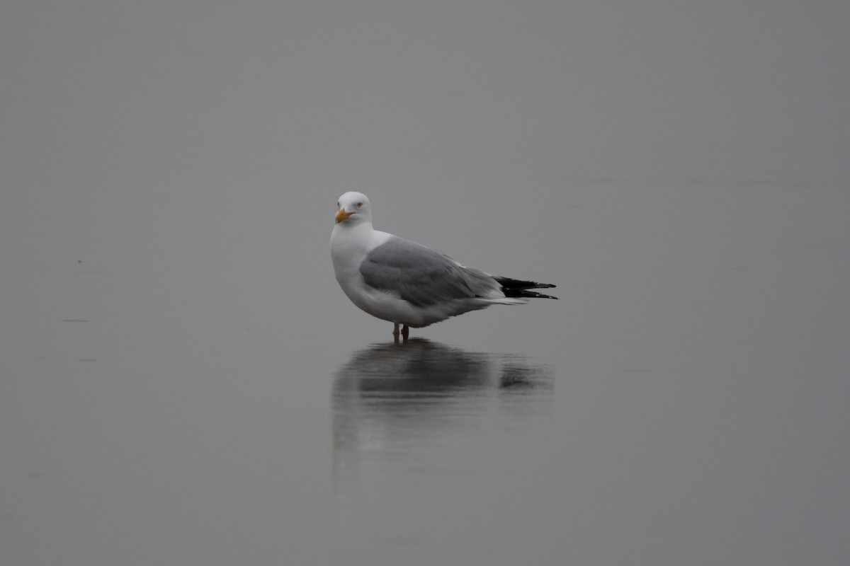 Goéland argenté - ML619245849