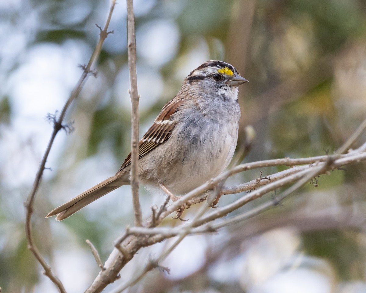 White-throated Sparrow - Jeff Lewis