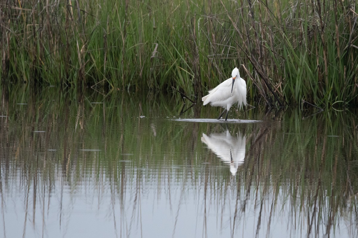 Snowy Egret - ML619245853