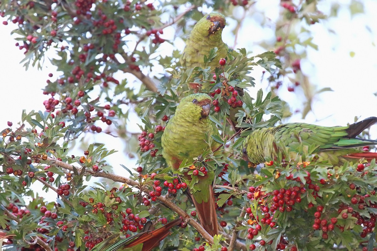 Austral Parakeet - ML619245855