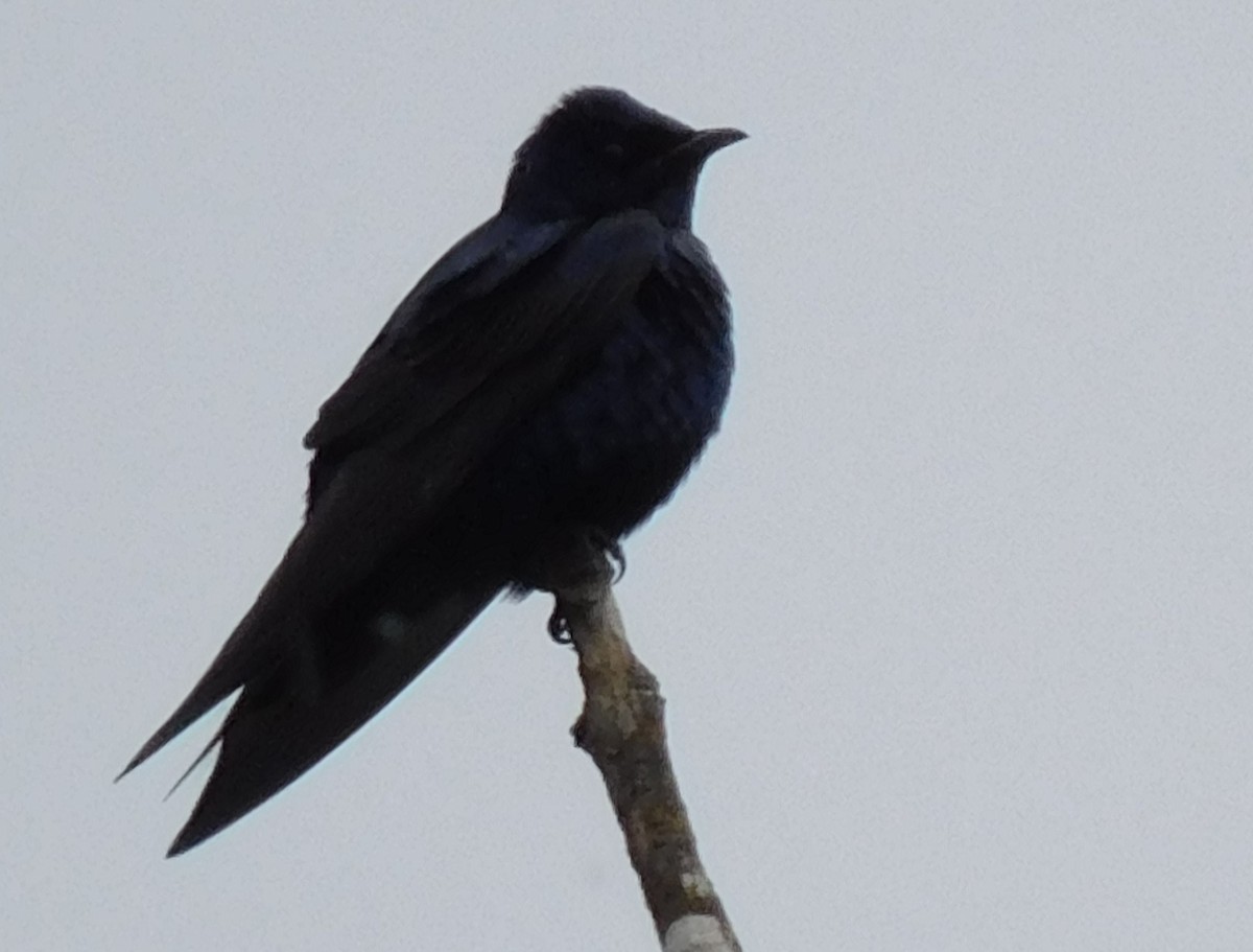 Purple Martin - Max Kesecker