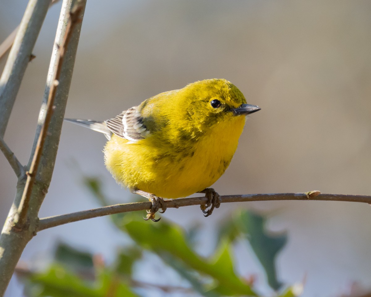 Pine Warbler - Jeff Lewis