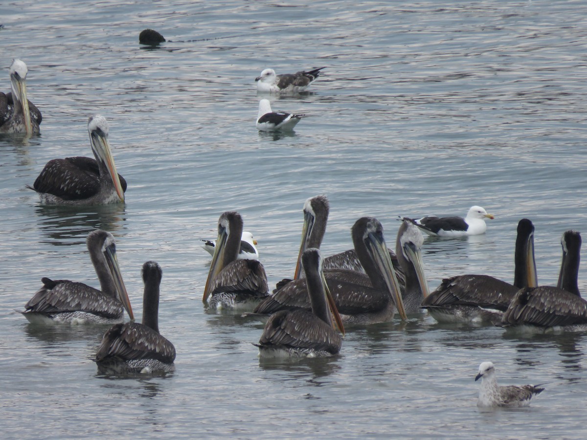 Peruvian Pelican - Claudio Coloma (Irisnocturno)