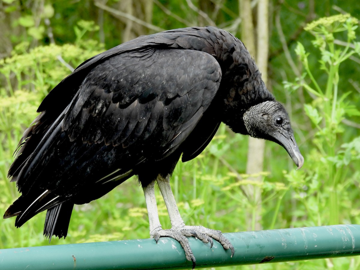 Black Vulture - ML619245884