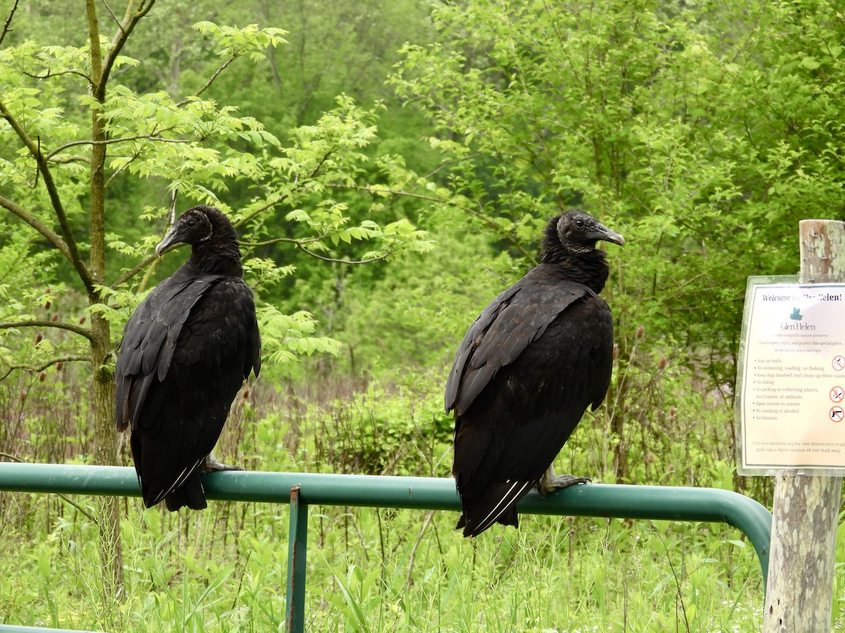 Black Vulture - ML619245885