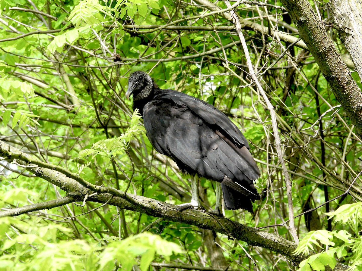 Black Vulture - ML619245886