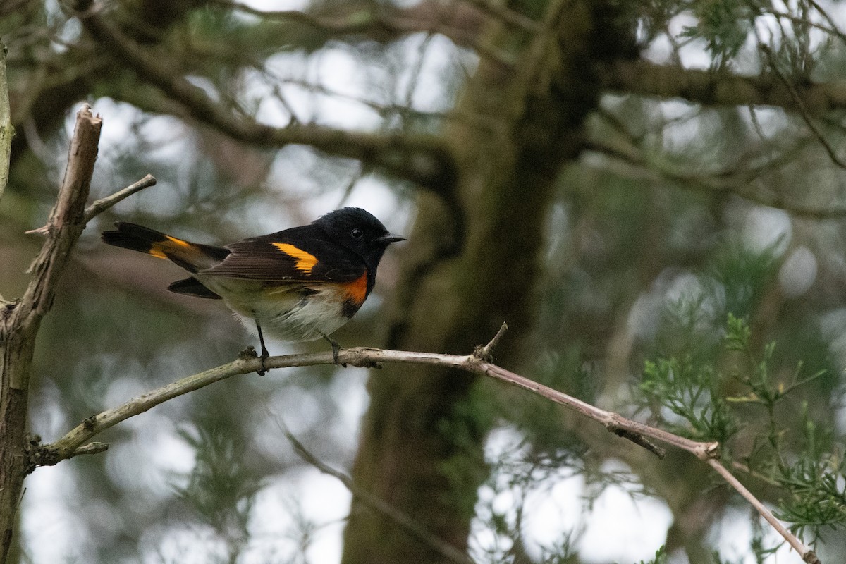 American Redstart - Candice Lowther