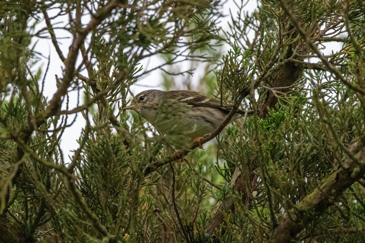 Blackpoll Warbler - ML619245893