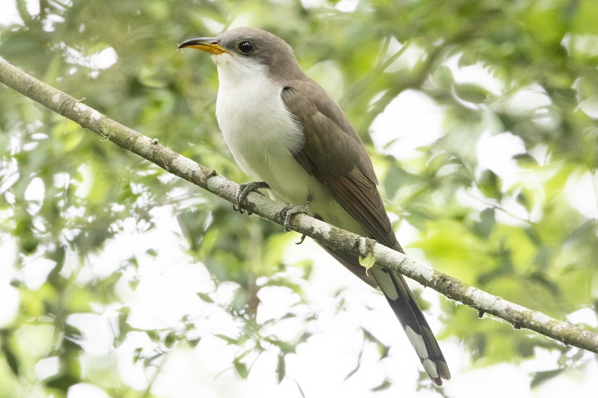 Yellow-billed Cuckoo - ML619245899