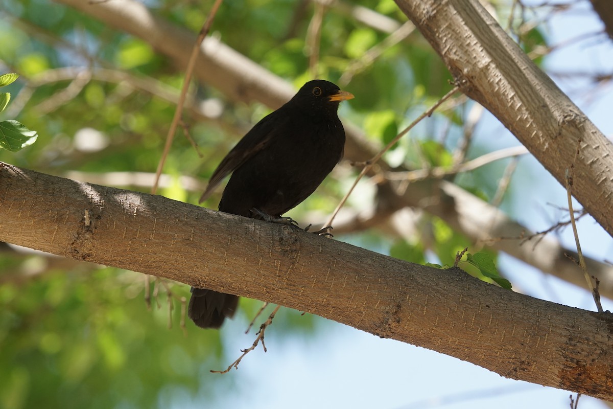 Eurasian Blackbird - ML619245901