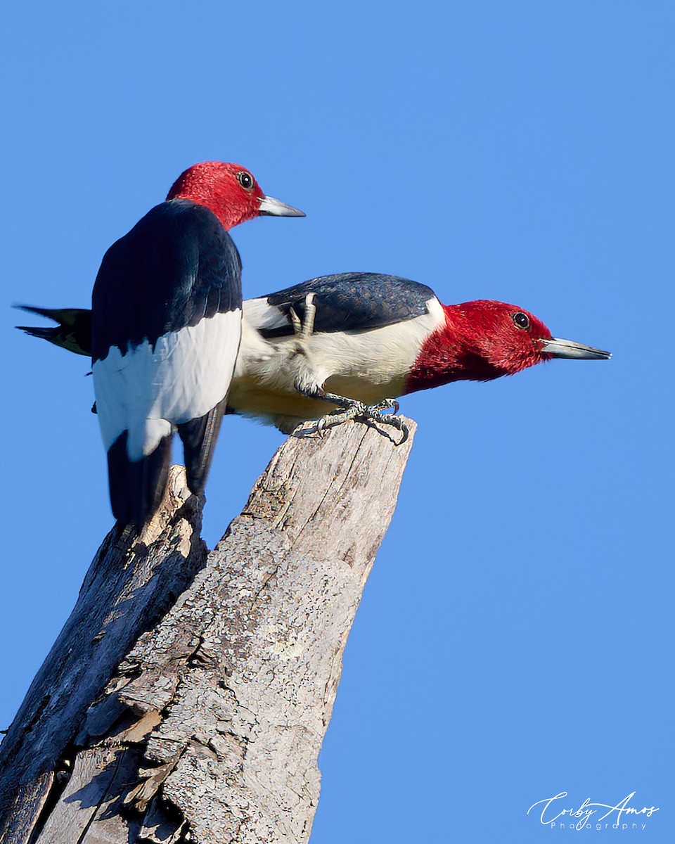 Red-headed Woodpecker - Corby Amos